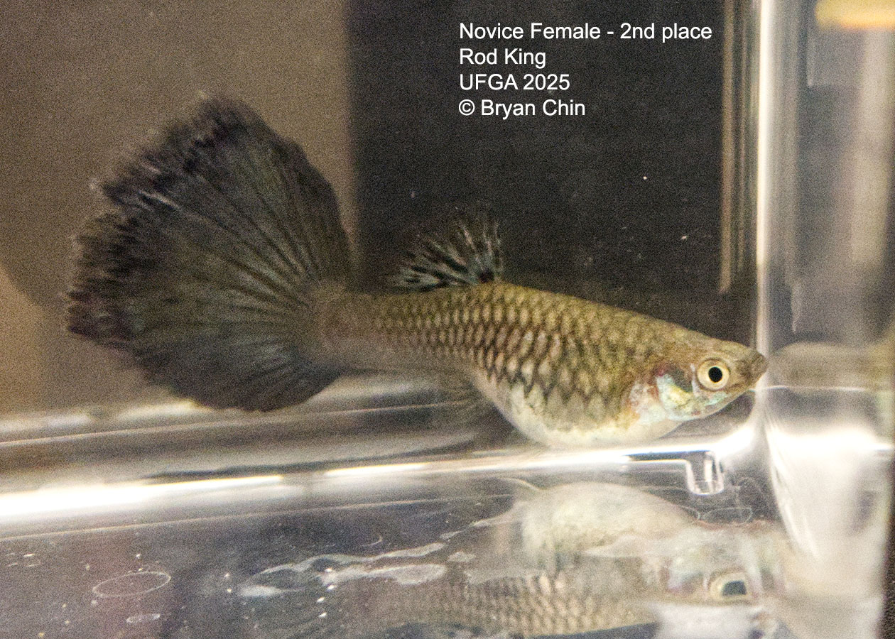 Guppy Female  Novice Class